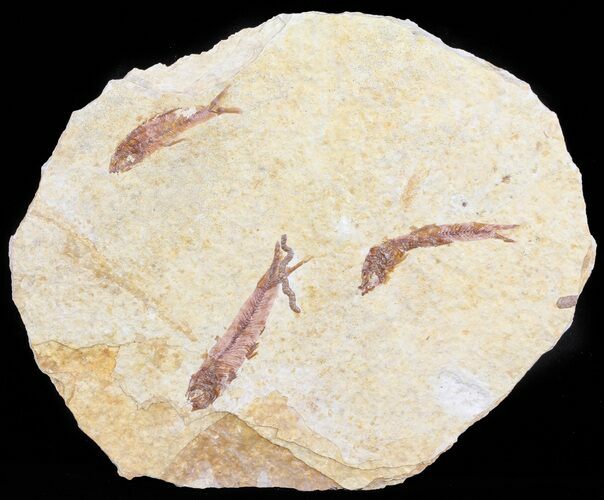 Multiple Knightia Fossil Fish - Wyoming #60793